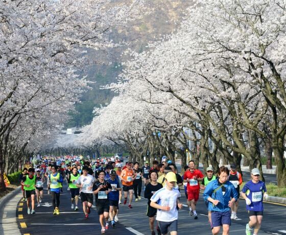 El festival de cerezos en Gyeongju, Corea del sur 2017